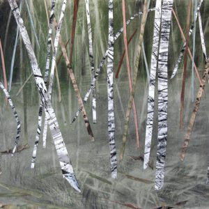 Quiet Birch Wood