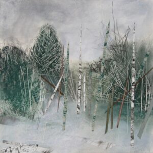 Conifers and Birch Trees